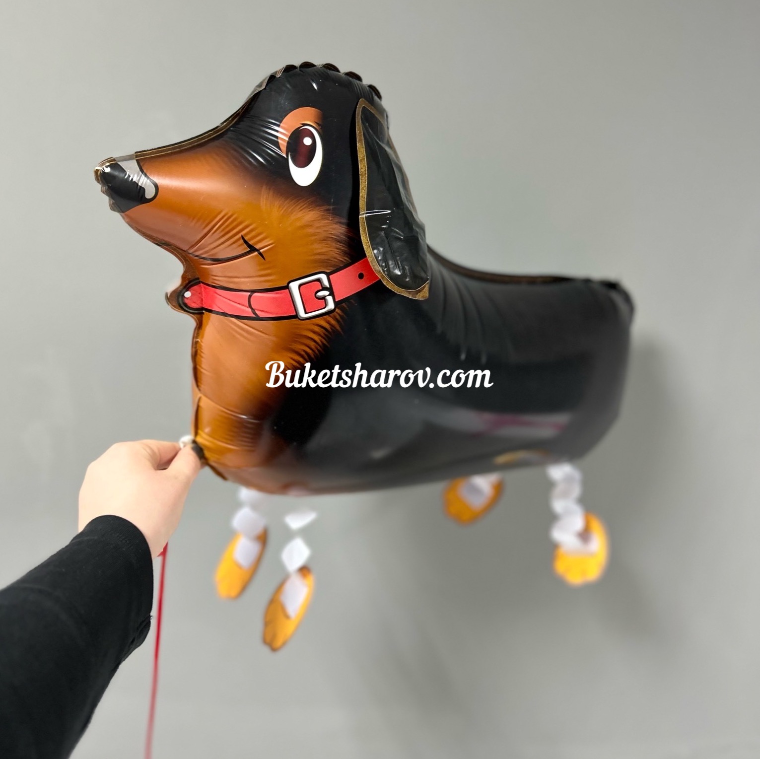 Черная собака такса с длинным телом и красным ошейником на лапках, купить в Букет шаров Измайлово.